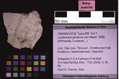 Foto (Objekt + Etiketten) von Lecythocaris paradoxa (von Meyer, 1858) (NHMW-GEO-1990-0041-0134)
